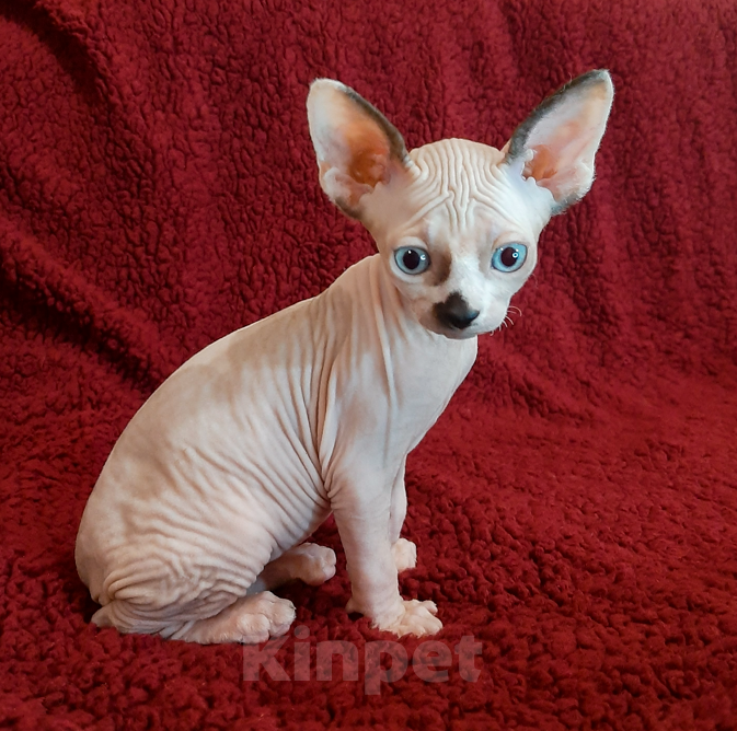 Кошки в Воронеже: Канадские сфинксы котята Мальчик, 10 000 руб. - фото 2