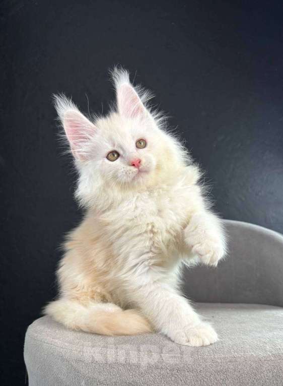 Кошки в Санкт-Петербурге: Ralph мальчик  Мальчик, 80 000 руб. - фото 2