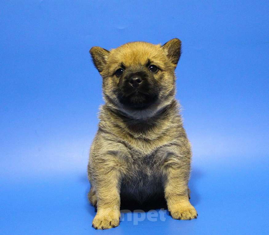 Собаки в Москве: Щенки Мальчик, Бесплатно - фото 1