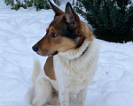 Собаки в Москве: Патрик ищет семью Мальчик, Бесплатно - фото 5