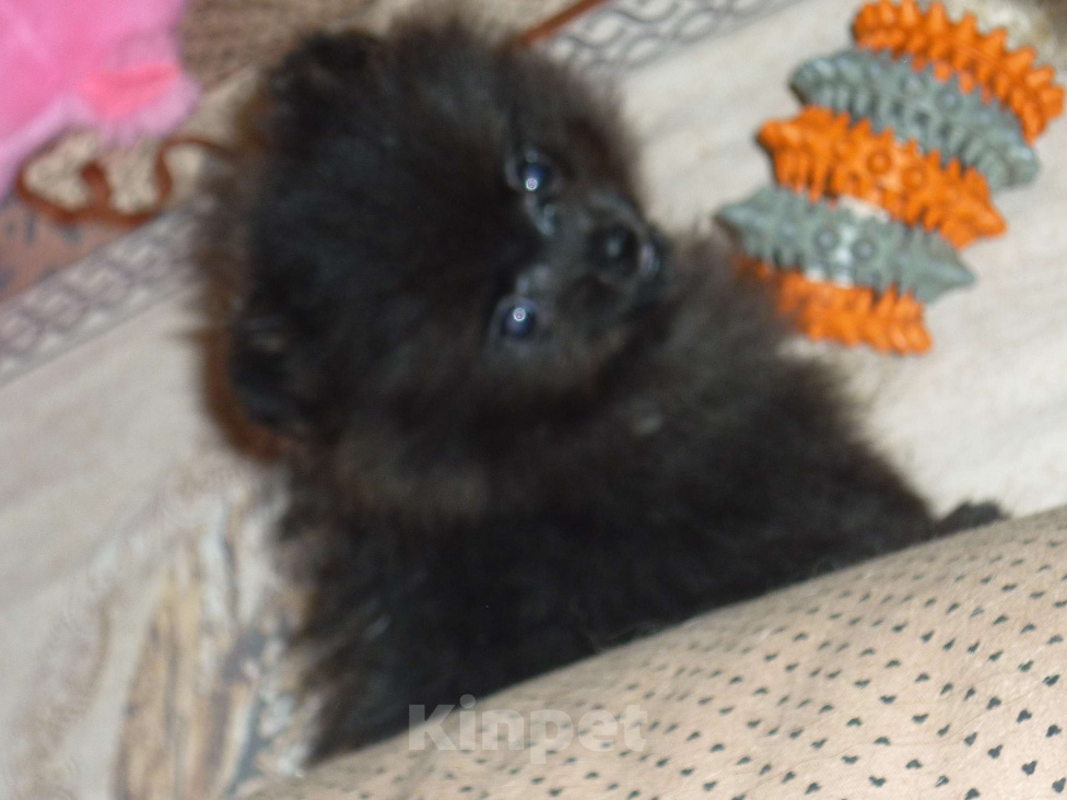 Собаки в Екатеринбурге: шпице мишка Девочка, Бесплатно - фото 2