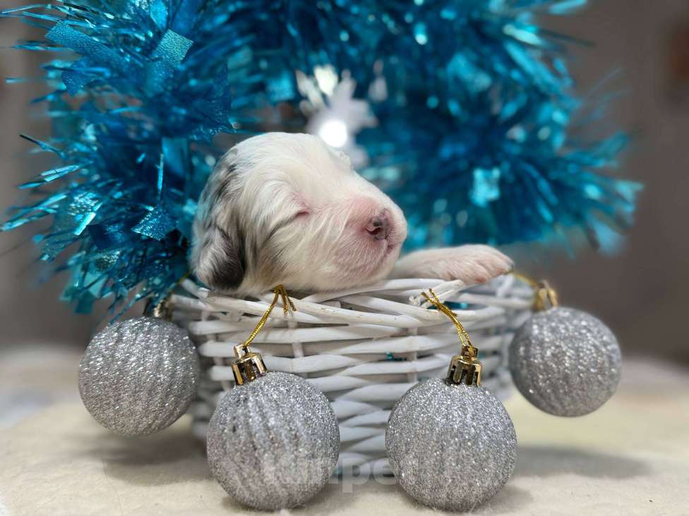 Собаки в других городах Московской области: Шарфик, брак под вопросом  Мальчик, 120 000 руб. - фото 5