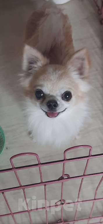 Собаки в Москве: Отдам мальчика чихуахуа Мальчик, 5 руб. - фото 1