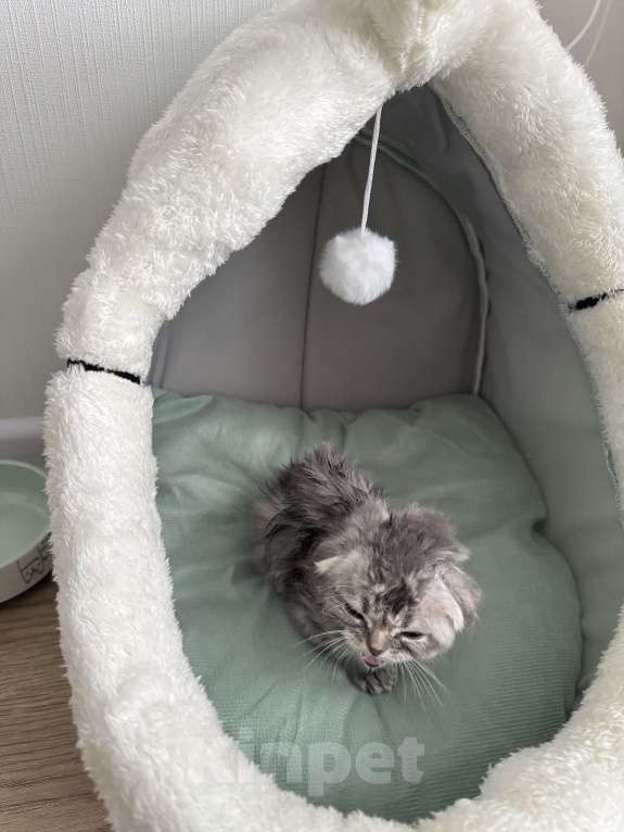 Кошки в других городах Московской области: Котёнок Вислоухий Шотландец Мальчик, 15 000 руб. - фото 2