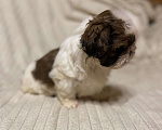 Собаки в Санкт-Петербурге: Милашечка ши тцу  Девочка, 35 000 руб. - фото 10