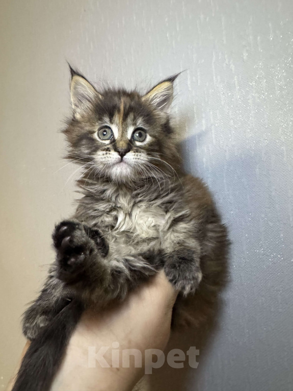 Кошки в Кудрово: Котенок мейн-кун, девочка Девочка, 65 000 руб. - фото 1