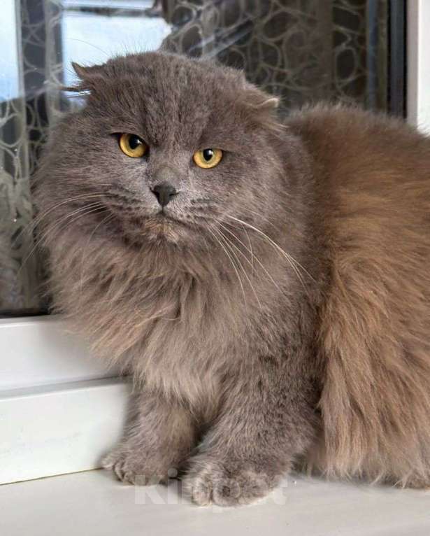 Кошки в Москве: Котик срочно ищет дом  Мальчик, Бесплатно - фото 1