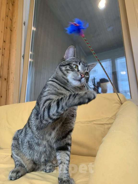 Кошки в Москве: юный котик Дениска ищет дом Мальчик, Бесплатно - фото 6