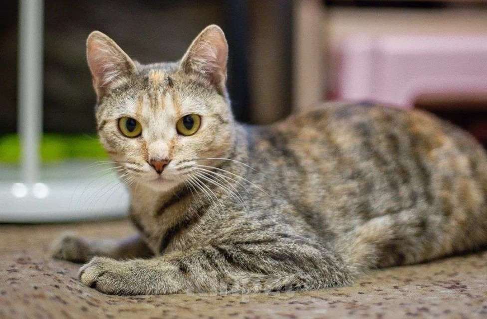 Кошки в Москве: Кошечка Анфиса в добрые руки Девочка, Бесплатно - фото 8