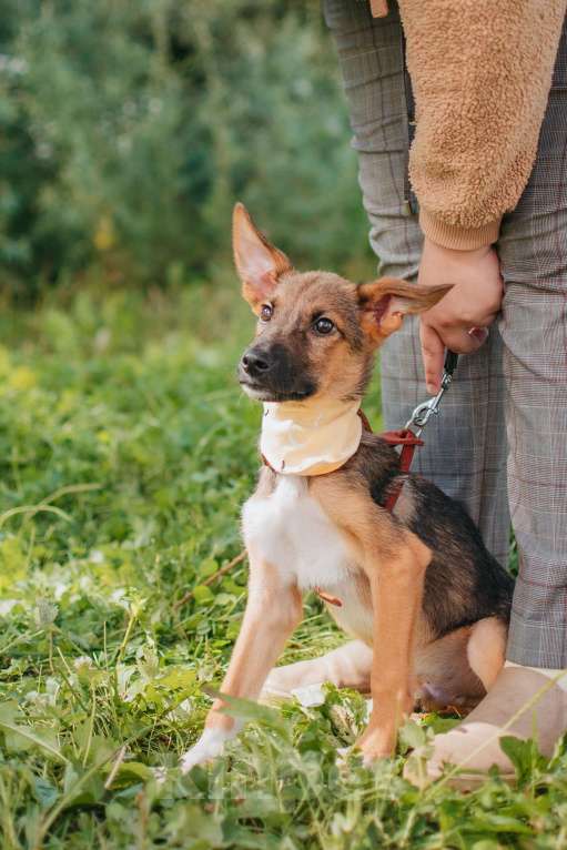 Собаки в Москве: Идеальный щенок. Мелкаш Терри в добрые руки Мальчик, Бесплатно - фото 4