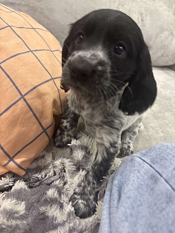 Русский охотничий спаниель щенок