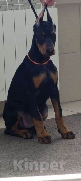 Собаки в Екатеринбурге: Щенки добермана Мальчик, 80 000 руб. - фото 1