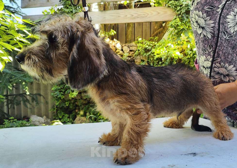 Собаки в Керчи: Щенок жесткошерстной таксы Мальчик, 35 000 руб. - фото 3