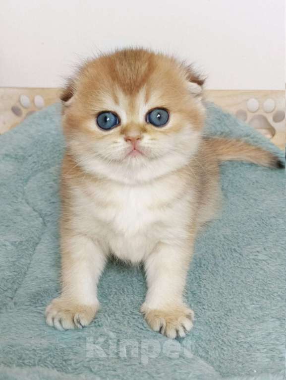 Кошки в Москве: Финкли Девочка, 90 000 руб. - фото 2