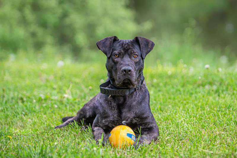 Собаки в Москве: Молодой кобель породы алано эспаньол Донни ищет дом Мальчик, Бесплатно - фото 9