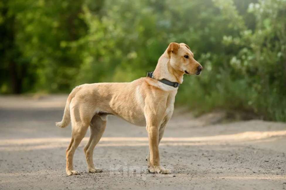 Собаки в Ярославле: Батон ждет Вас в приюте! Мальчик, Бесплатно - фото 2
