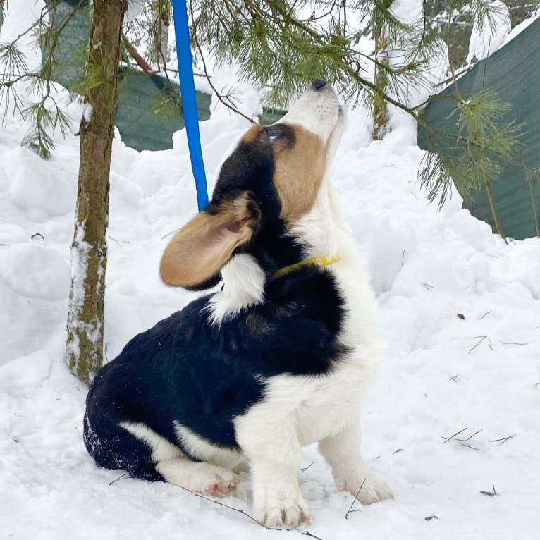 Собаки в Москве: Щенки вельш-корги кардиган Мальчик, Бесплатно - фото 3
