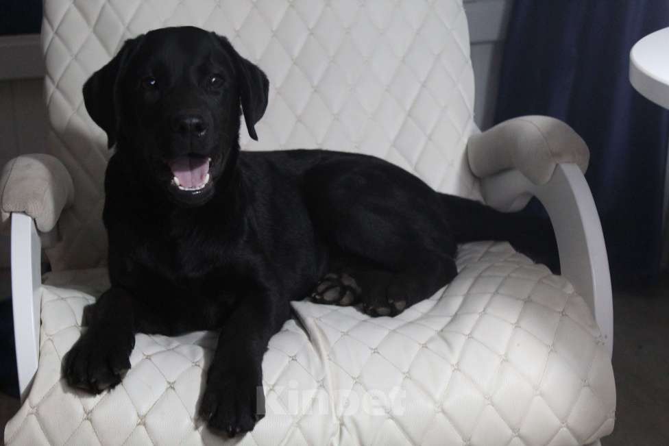 Собаки в Нижнем Новгороде: Подрощенный щенок с документами РКФ Девочка, 35 000 руб. - фото 3