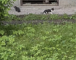 Кошки в Санкт-Петербурге: Очень ласковый котенок Мальчик, Бесплатно - фото 5