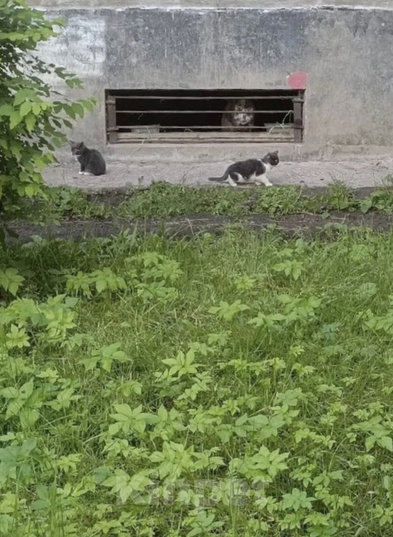 Кошки в Санкт-Петербурге: Очень ласковый котенок Мальчик, Бесплатно - фото 5