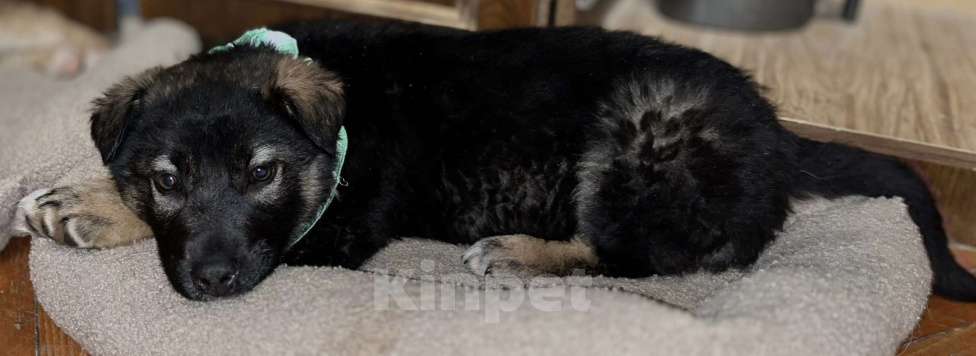 Собаки в Сертолово: Щенки ищут добрые и заботливые ручки Мальчик, Бесплатно - фото 5