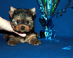 Собаки в Москве: Небольшой мальчик Йоркширского терьера. Мальчик, 55 000 руб. - фото 3