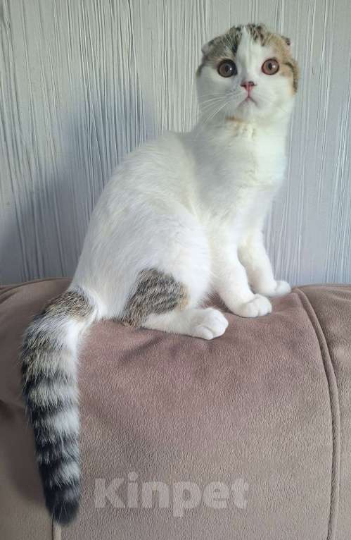 Кошки в Ярославле: Шотландский вислоухий короткошерстный малыш Мальчик, 25 000 руб. - фото 3