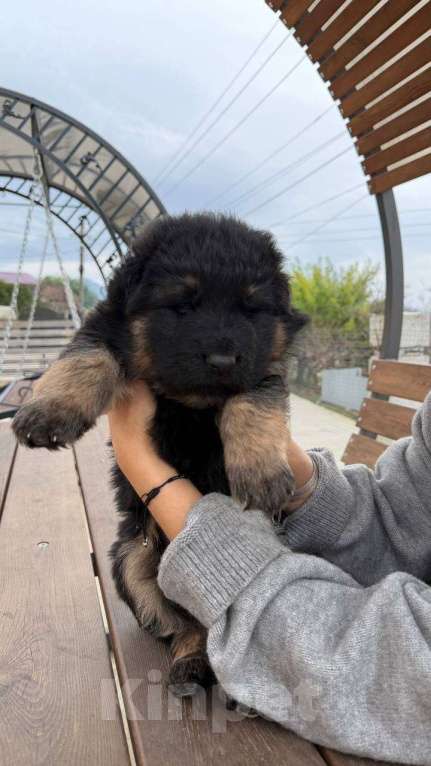 Собаки в других городах Краснодарского края: Щенок немецкой офчарки (красавчик)  Мальчик, 25 000 руб. - фото 1