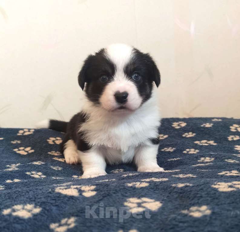 Собаки в Москве: Вельш корги кардиган Мальчик, 40 000 руб. - фото 1