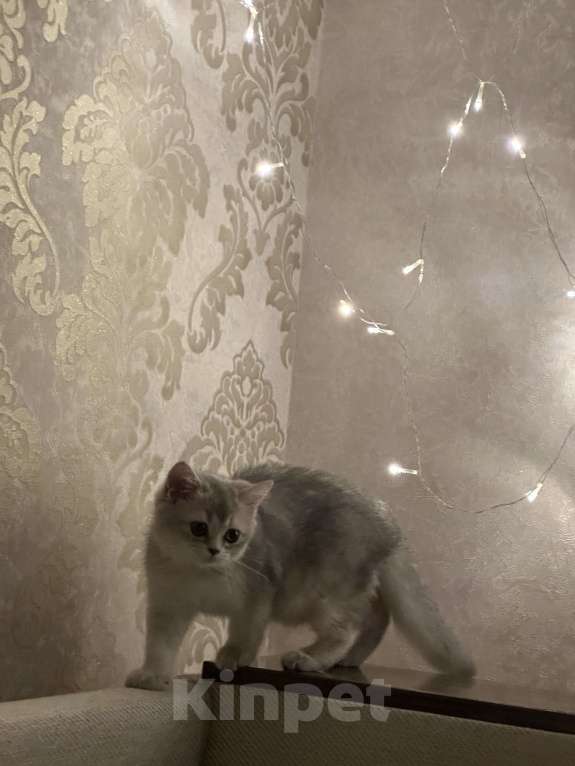 Кошки в Ростове-на-Дону: Шотландская шиншилла  Мальчик, 20 000 руб. - фото 3