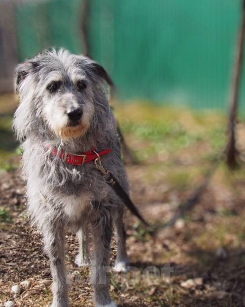 Собаки в Москве: Храбрая Мегги в дар Девочка, Бесплатно - фото 3