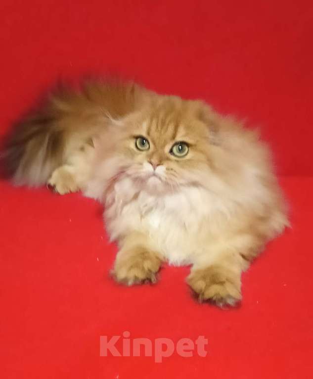 Кошки в Москве: Золотой мраморный котик хайленд Мальчик, 20 000 руб. - фото 3