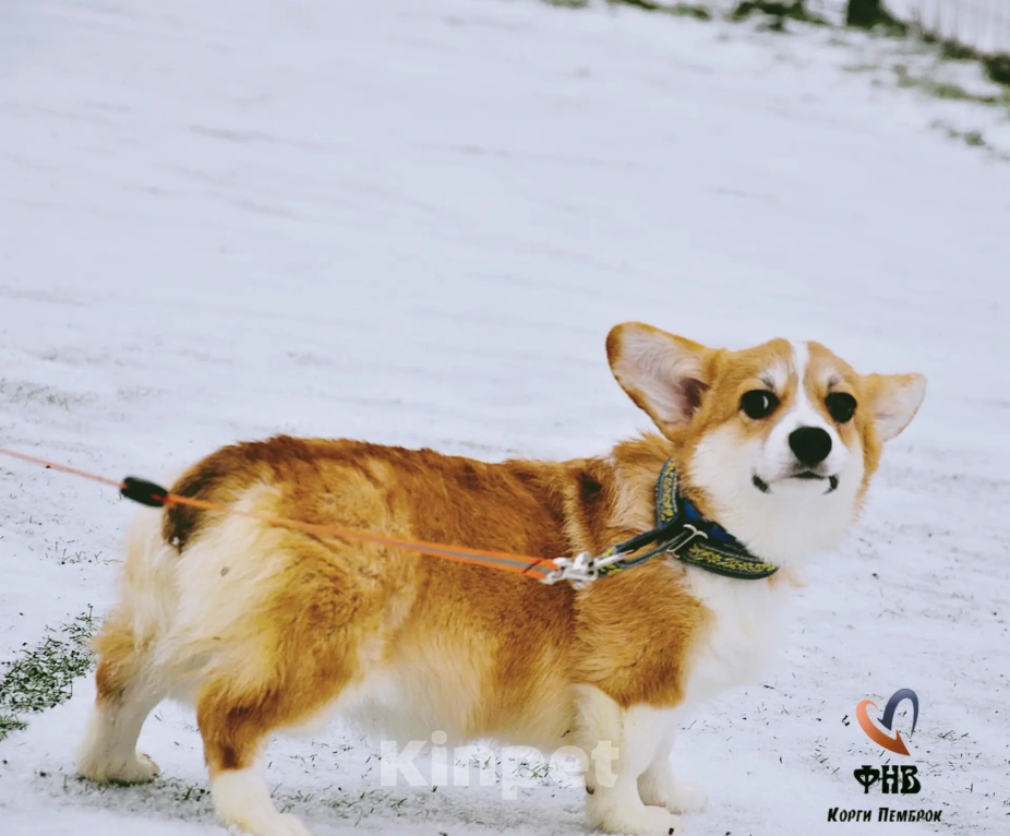 Собаки в Москве: Лисичка вельш-корги-пемброк  Девочка, 45 000 руб. - фото 5