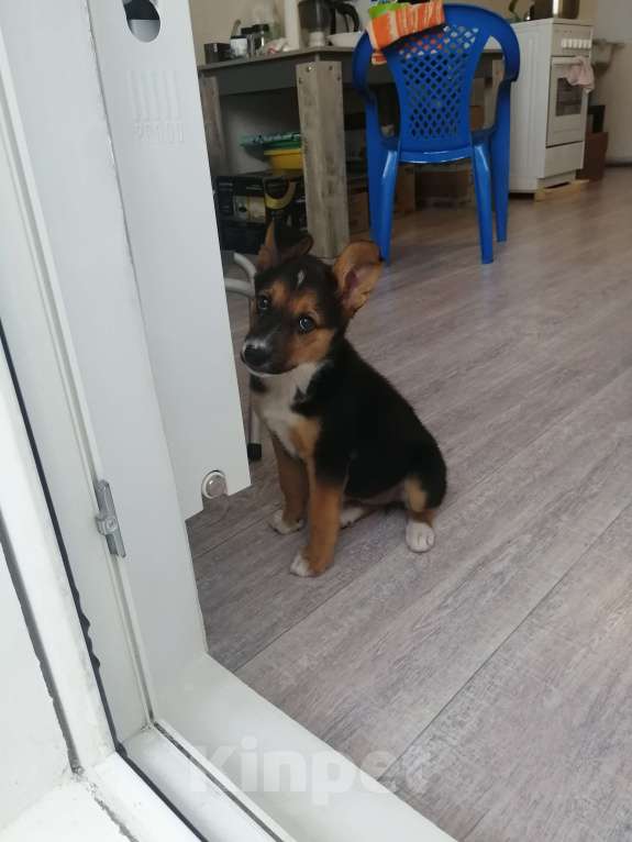 Собаки в Краснодаре: В добрые руки  Девочка, Бесплатно - фото 9