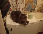 Кошки в Лесне: Не смотри, это по приколу Девочка, Бесплатно - фото 1