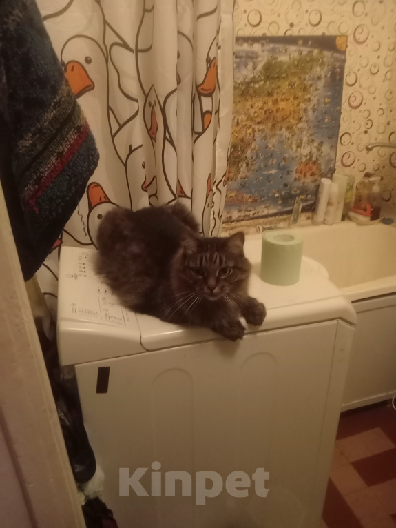 Кошки в Лесне: Не смотри, это по приколу Девочка, Бесплатно - фото 1