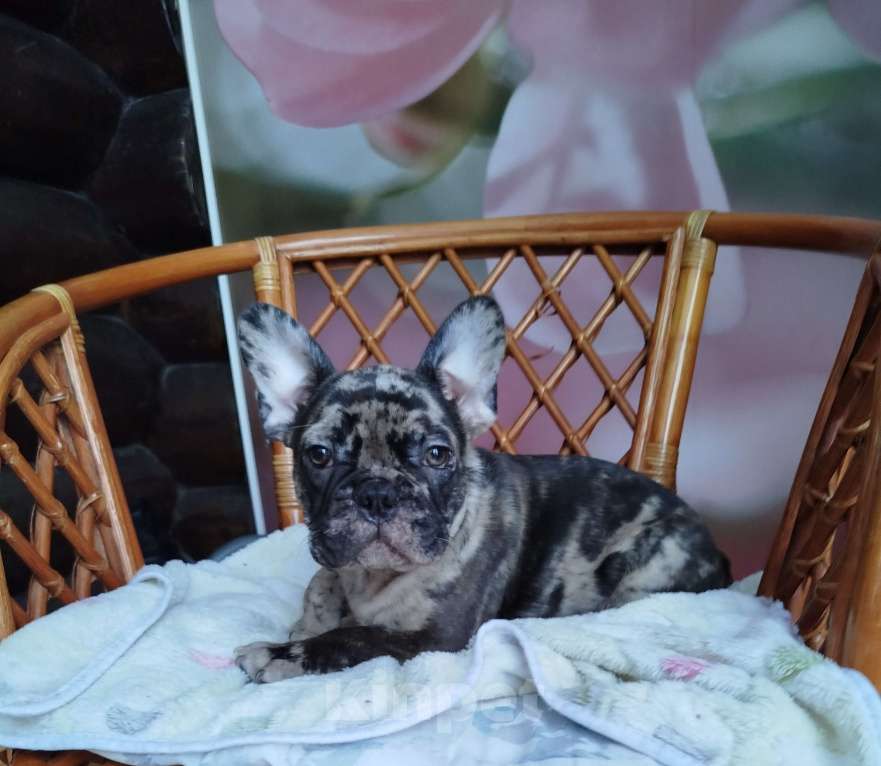 Собаки в Москве: Французский бульдог  Мальчик, 60 000 руб. - фото 4