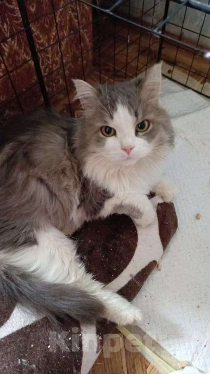 Кошки в Нижнем Новгороде: Отдадим в добрые руки Братана Мальчик, Бесплатно - фото 5