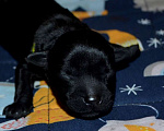 Собаки в Электростали: Керри Блю Терьер Мальчик, 55 000 руб. - фото 6