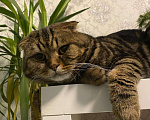 Кошки в Абакане: Вязка с опытным котом, 1 500 руб. - фото 3