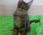 Кошки в Снежногорске: мейн кун продажа, 11 000 руб. - фото 2