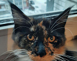 Кошки в Оленегорске: Мейн-кун котята, 15 000 руб. - фото 6