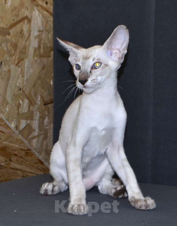 Кошки в Глазове: Хантер Мальчик, 25 000 руб. - фото 4