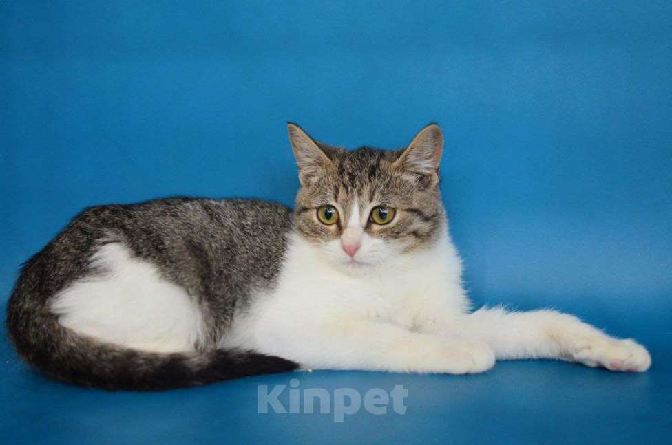 Кошки в Москве: Обычные котята Сёма и Сева ищут дом Мальчик, Бесплатно - фото 4