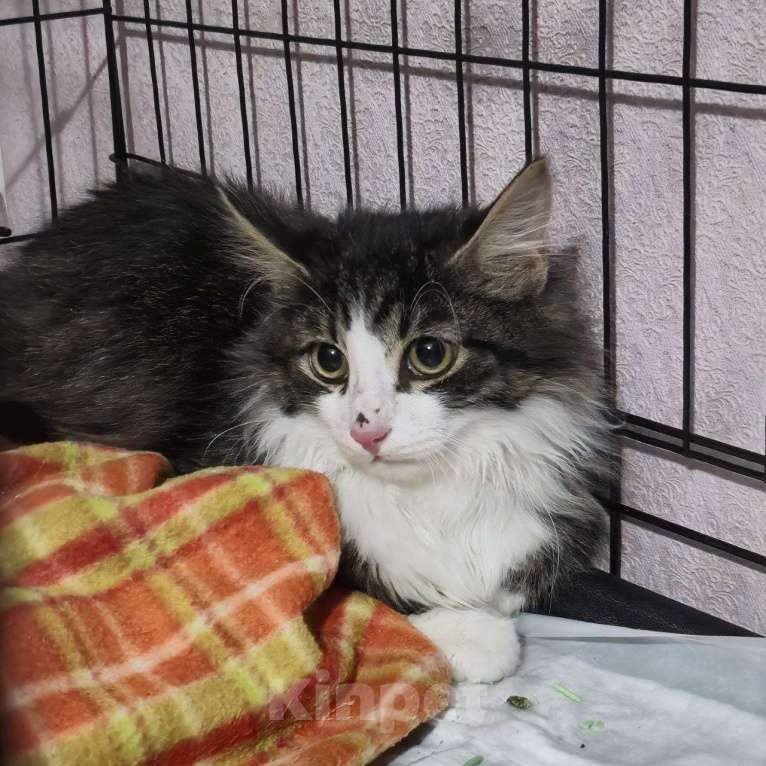 Кошки в Москве: Пушистый красивый котенок Тим в добрые руки Мальчик, Бесплатно - фото 2