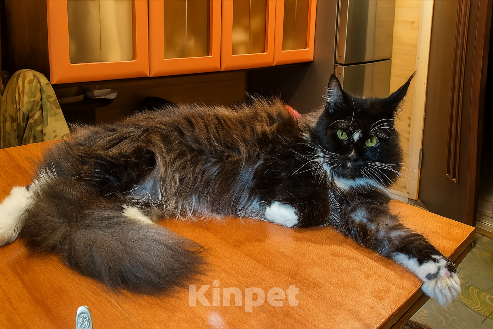 Кошки в Санкт-Петербурге: Кошка Солнышко- нужен хозяин Девочка, Бесплатно - фото 1