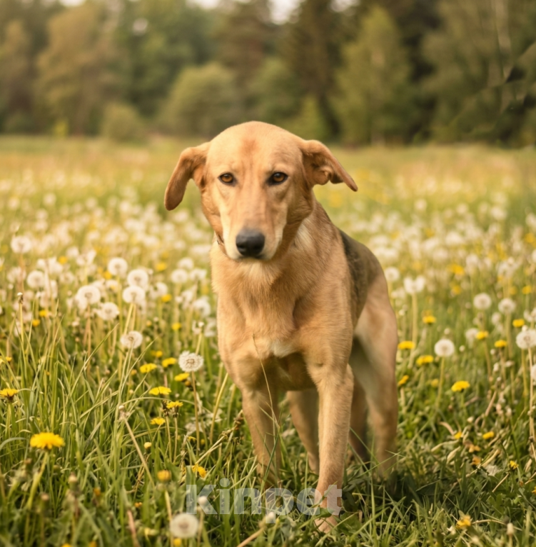 Собаки в Москве: собака из приюта Афина в добрые руки Девочка, Бесплатно - фото 7