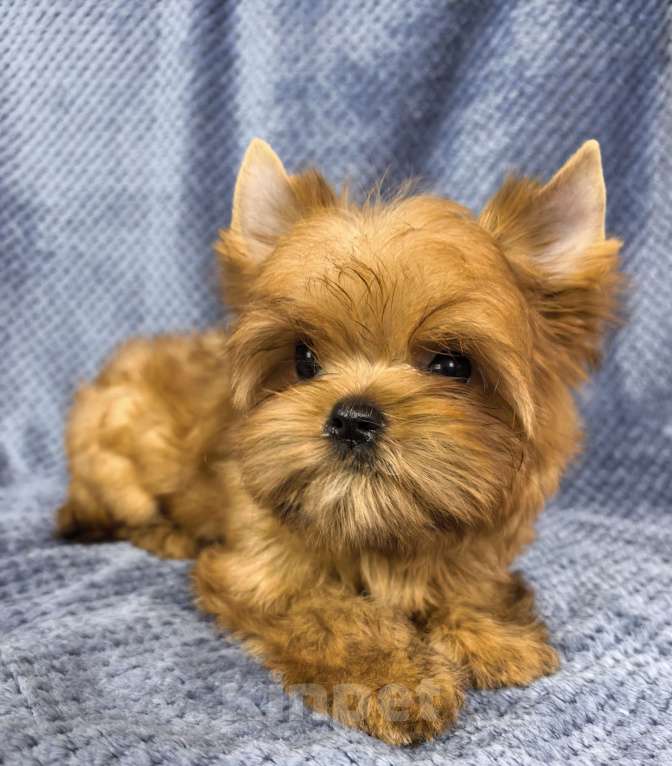 Собаки в Москве: Русская салонная собака Мальчик, 50 руб. - фото 6