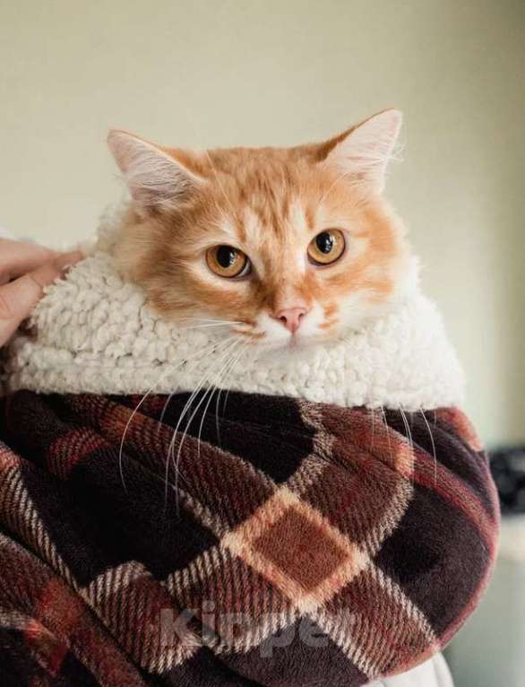 Кошки в Москве: Рыжий пушистый мраморный кот Чедер в добрые руки Мальчик, 1 руб. - фото 1