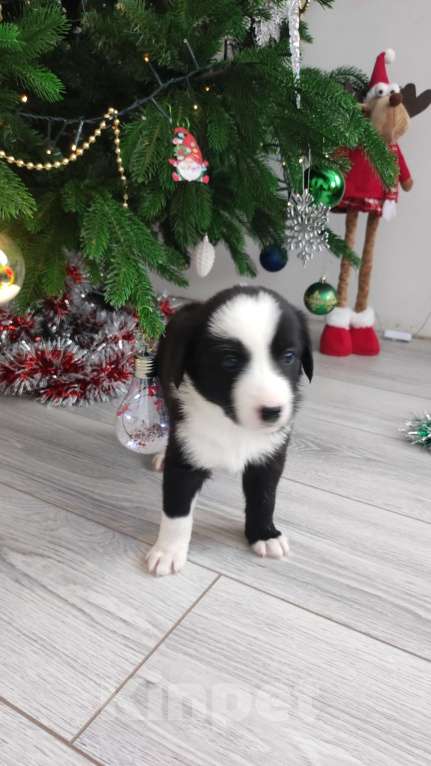 Собаки в Липецке: Бордер колли митис (красавчек 3) Мальчик, 15 000 руб. - фото 2